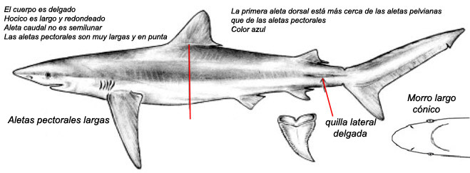 Prionace glauca _01.jpg